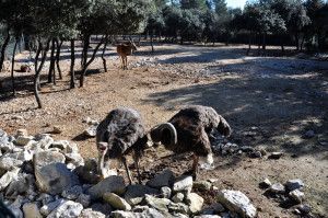 Zoo Montpellier (Languedoc-Roussillon, Francia)